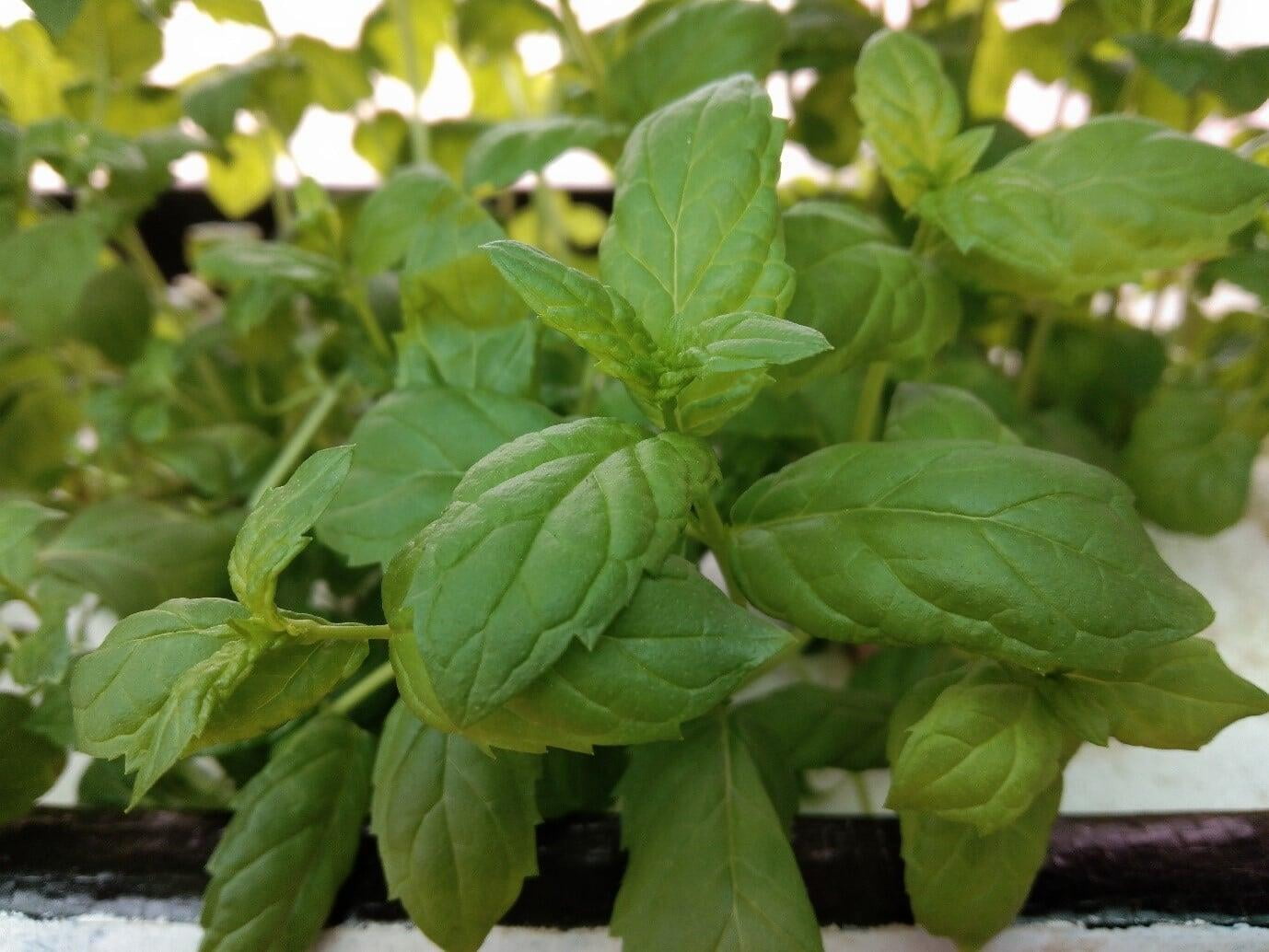 How to grow Mint in your Home Garden